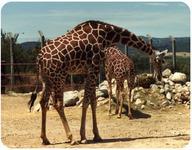 diet? Or types of limbs that are adapted for living in different types of habitats? The ungulates (hoofed animals), like the giraffe here, is one of the orders belonging to the placental mammals.