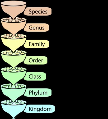 v=6jagoibtmuu Linnaeus developed a system with 5 taxonomic levels and only 2 kingdoms. As we have discovered new organisms, taxonomists have added additional levels and kingdoms.