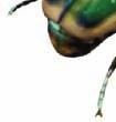 2 In your Science Journal, record the identity of the beetle using both its c ommon name and scientific name. 3 Repeat steps 1 and 2 for beetles B, C, and D.