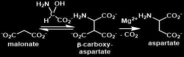 acid, 1.2 eq. glyoxylate, ph 7 in 1 M phosphate buffer for 3 h at 23 C 90 mm oxaloacetic acid, 1.2 eq. glyoxylate, ph 8 in 1 M carbonate buffer for 3 h at 23 C 90 mm HKG, 2 eq.