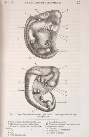 Embryology (Darwin;