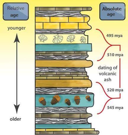 Geologists use the Geologic Time Scale and the principle of superposition to derive the relative age and absolute age of fossils.