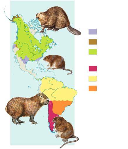 Biogeography Geographic distribution of organisms Organisms living widely apart (even different