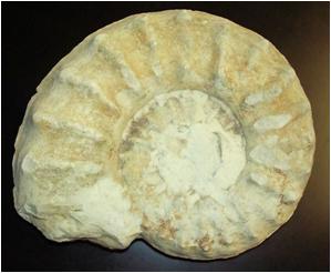 Fossil Record Paleontology: the study of fossils Fossil: remains or traces of an organism that lived long ago Remains of