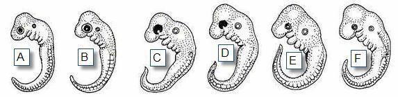Embryology Organisms that are closely related may also have physical similarities before they are even born!