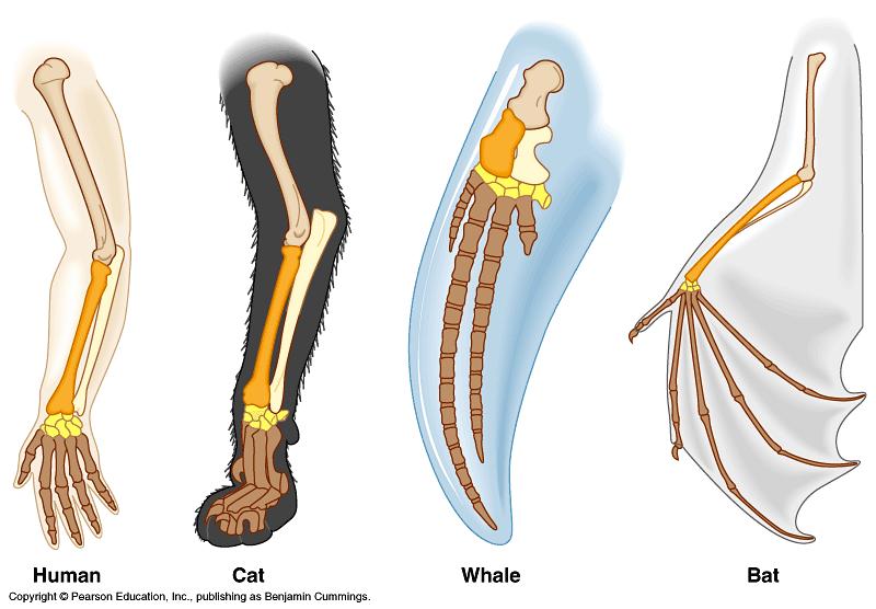 6 Evolution evidence: Comparative Anatomy Homologous structures (homology) Similarities in