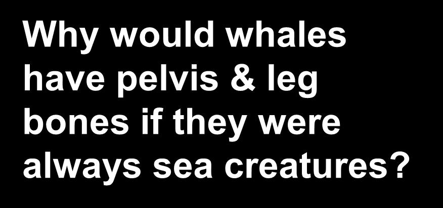 whales have pelvis & leg bones if they were