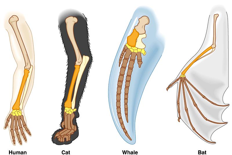 Compare the bones The same bones under the skin limbs that perform different functions