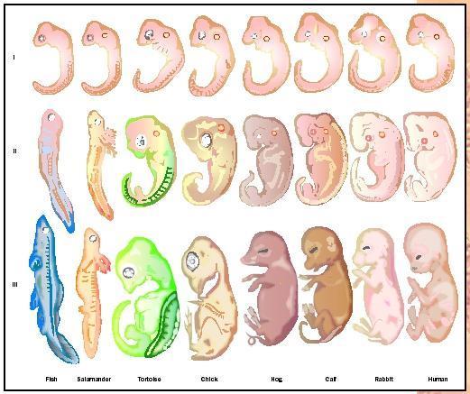 comparative embryology heredity Knowledge of heredity can explain how variations can occur in a population