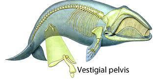 C. Vestiges are structures found in an organism that are reduced in size and does not have any apparent current use, but may have a