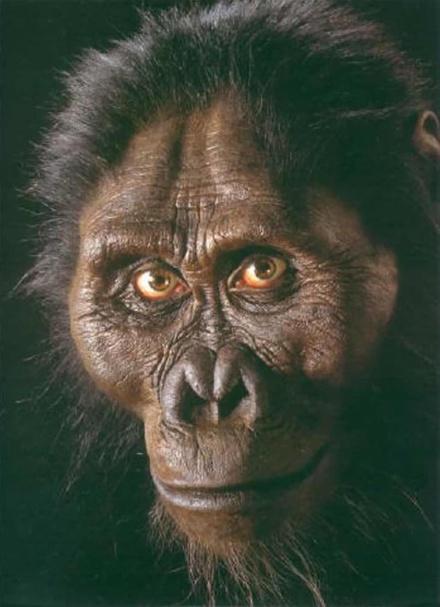 Humans Bipedal Chimp s Gorillas Genus Australopithecine Genus Pongida e Knucklewalking Note: Knuckle-walkers inherited their trait from F the common ancestor for that trait.