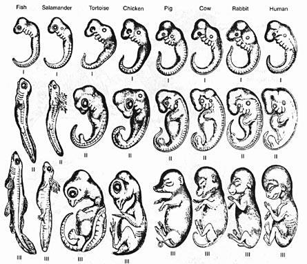 E. Comparative embryology looking at early embryological development of different organisms *sign of evolutionary relatedness* III. Theories of evolution A. Jean Baptiste Lamarck (1744-1829) 1.