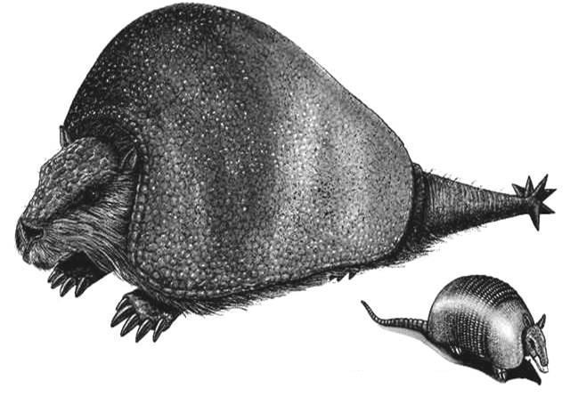 Biogeography Glyptodont (fossil) Armadillo (living) Local faunas: species are not randomly distributed