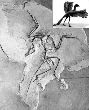 Paleontology Wings Teeth Feathers Bony tail Transitional forms: Archaeopteryx