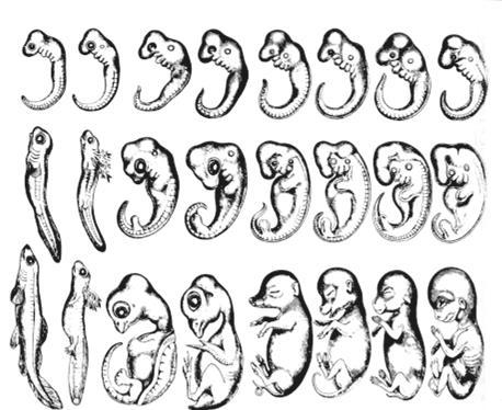 Embryology: phylotypic stages I II III Fish Salamander Tortoise Chick Hog Calf Rabbit