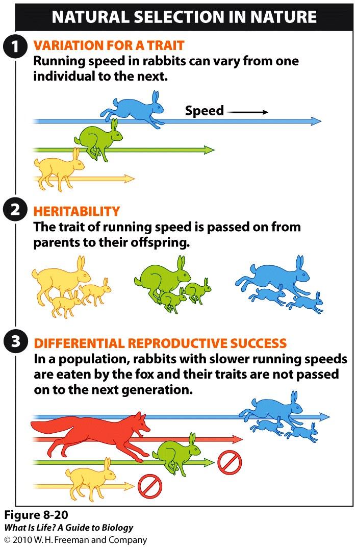 Reproductive Success Traits causing some individuals to have more offspring than others become more prevalent in the population.