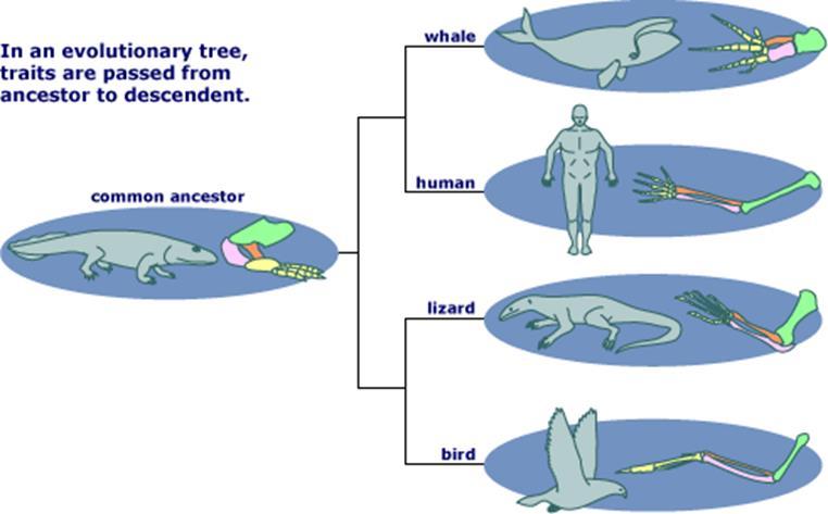 Homologous Structures Body parts from different organisms that have the same structures, but