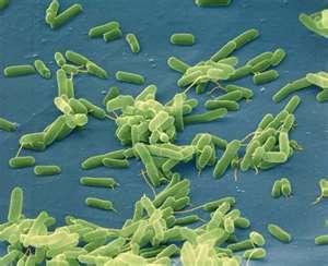 Humans and other advanced organisms have retained many of the same DNA found in the simplest bacteria and blue-green algae even though