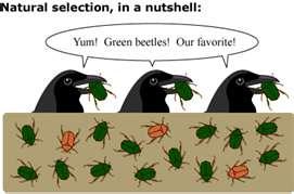 Natural Selection After mutations occur, the environment acts as a selector for