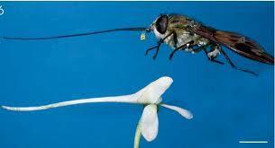 EX: Orchid/moth bee with other flowers E. Punctuated Equilibrium Equilibrium is another pattern of evolution.