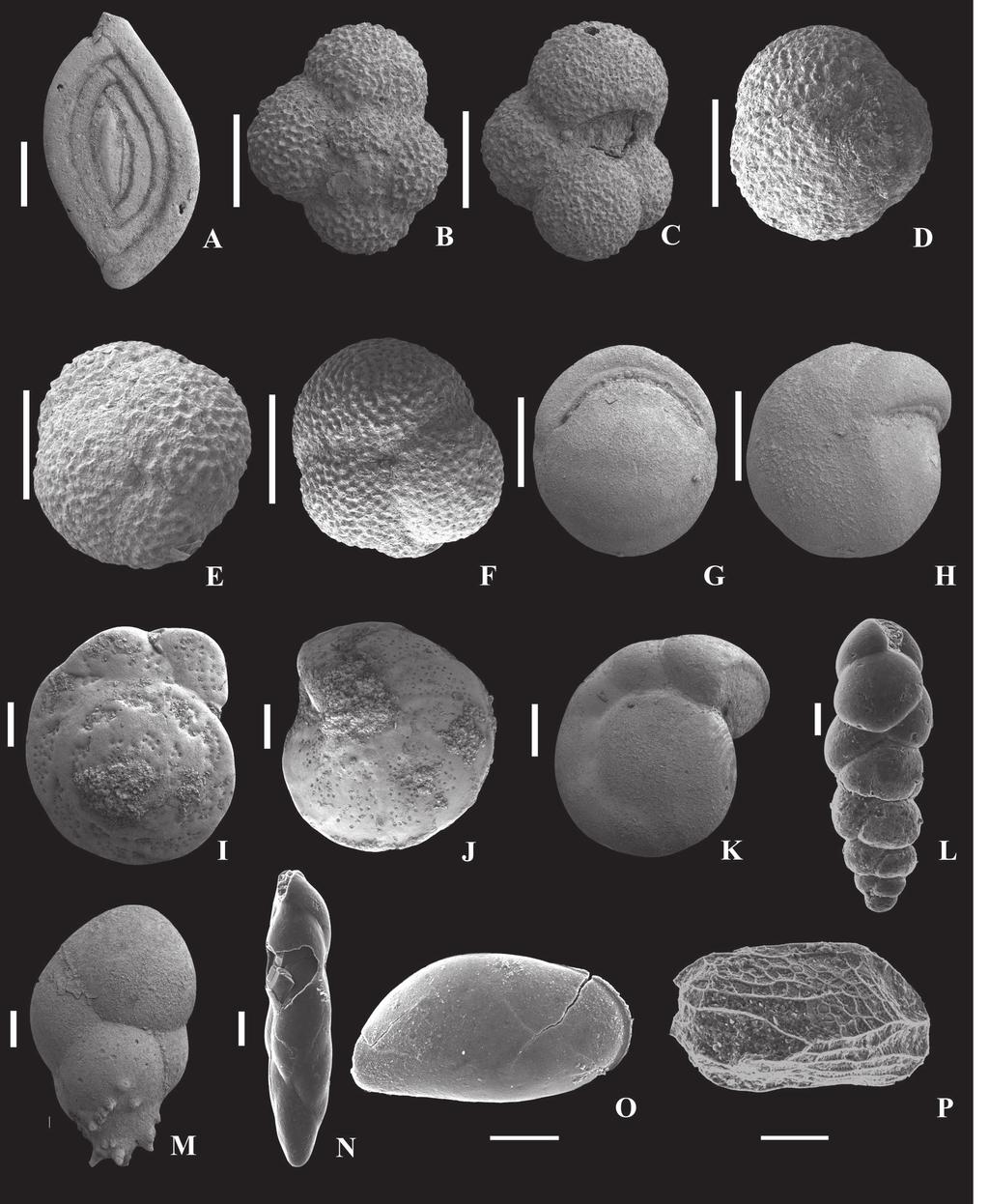 430 DUMITRIU, LOGHIN, DUBICKA, MELINTE-DOBRINESCU, PARUCH-KULCZYCKA and IONESI Fig 9 SEM photographs of the representative foraminifera and ostracoda species identified in the analysed samples A