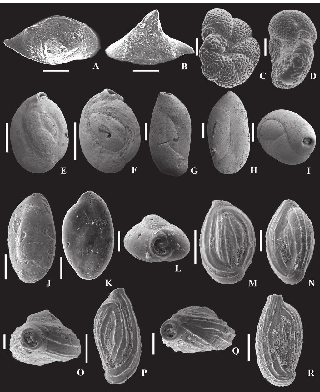 THE BIOSTRATIGRAPHY OF THE LATEST BADENIAN SARMATIAN, CENTRAL PARATETHYS 431 Fig 10 SEM photographs of the representative foraminifera species and ostracoda identified in the analysed samples A