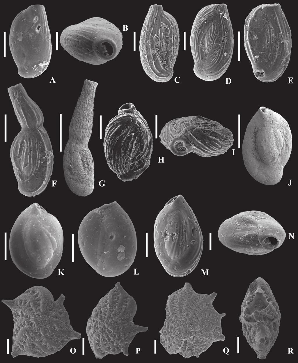 432 DUMITRIU, LOGHIN, DUBICKA, MELINTE-DOBRINESCU, PARUCH-KULCZYCKA and IONESI Fig 11 SEM photographs of the representative foraminifera species identified in the analysed samples A, B Cycloforina
