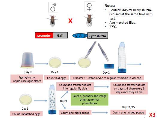 16 2.2.2. Tissue-wide, tissue specific screen for Cyclin Y in vivo: 2.2.2.1. Screening Scheme: Figure 2-1: A scheme of the approach of the tissue-wide CycY knockdown screen. 2.2.2.2. Tissue-wide CycY