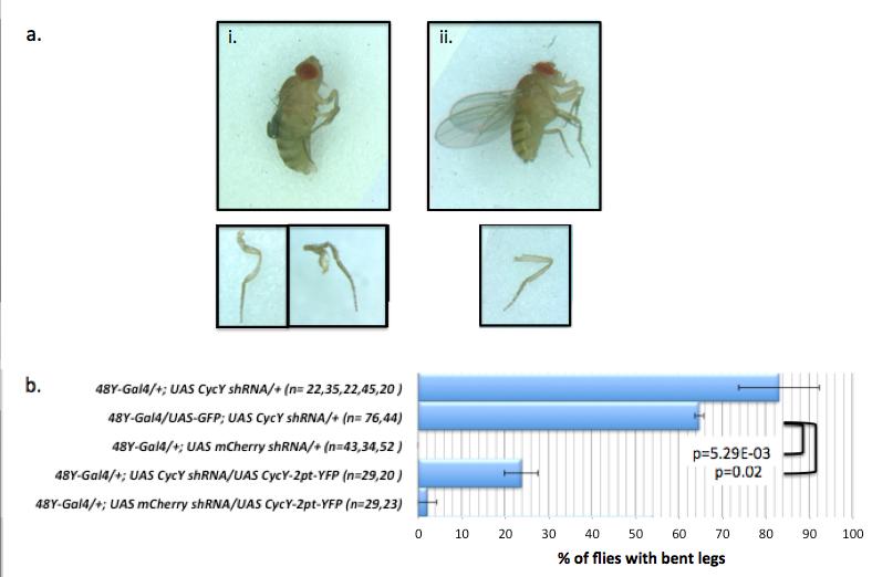 33 Figure 2-7. Knockdown of CycY in the 48-Y Gal4 expression pattern results in underdeveloped flies with bent legs, unflexed wings and mouthparts and small abdomens. A.i. 48Y-Gal4>CycY shrna fly, underdeveloped and with bent legs.