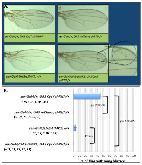 59 Figure 4-2 LIMK1 functionally interacts with Cyclin Y in the Drosophila wing discs. Ser-Gal4 driven expression of the CycY shrna resulted in distal wing blisters in 44% (+/-3) of the flies.