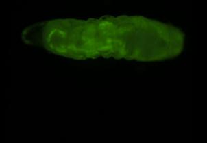 FlyBase) Salivary gland UAS-GFP expression in 3rd instar larvae Gut and epidermis.