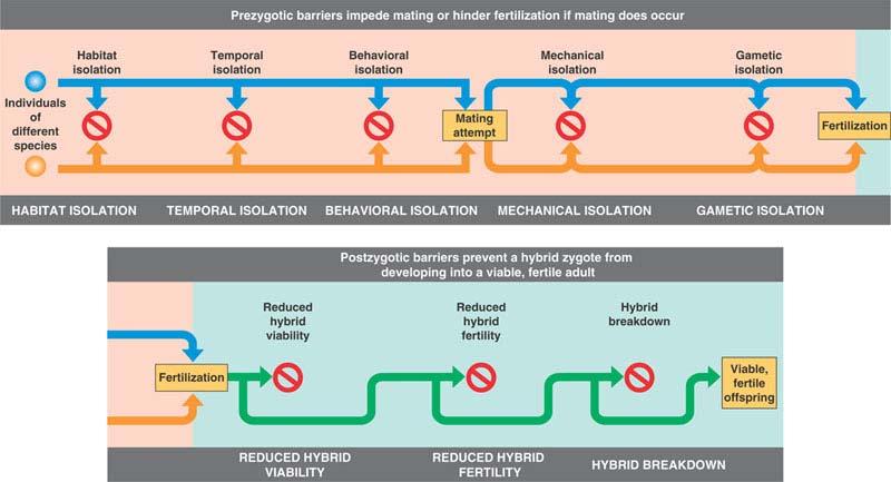 These barriers can be classified according to whether they contribute to reproductive isolation before or after fertilization Prezygotic