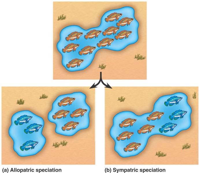 What causes speciation? We know that natural selection and the fitness of the individual drive changes within a population.