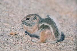 If this geographic isolation and gene pool divergence occurs over a long enough period of time reproductive isolation can occur Harris antelope squirrel