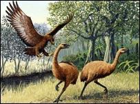 Extinctions Near Time 9 1,600 to 1,400 y.b.p. Hawaiian Islands two-thirds of vertebrates go extinct 90% of bird species go extinct 1,200 800 y.b.p. New Zealand 30 bird species (including 11 species of Moa and two raptors), other animals large & small.