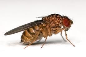 that are heterozygous FRUIT FLY East Africa,