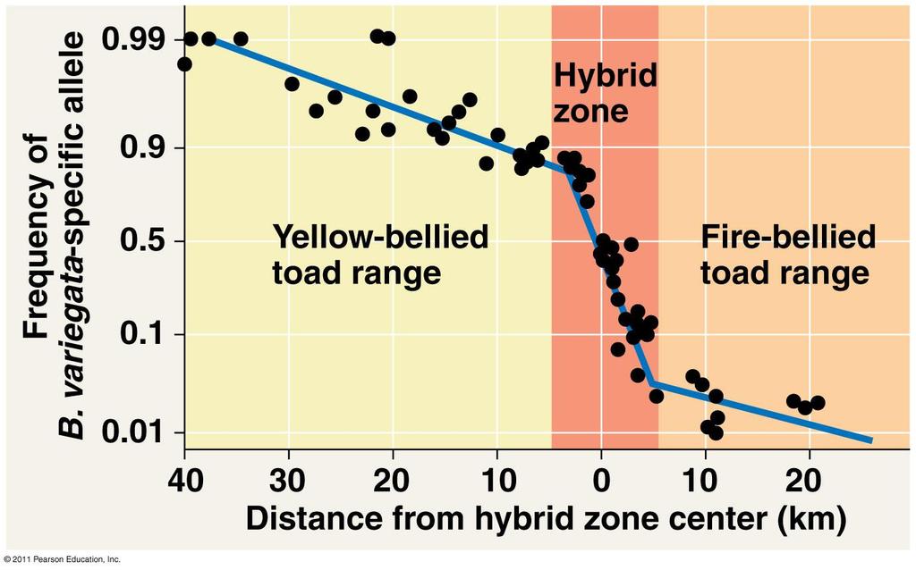 Hybrid Zones No geographic barrier in zone, so why don t we see more Yellow bellied