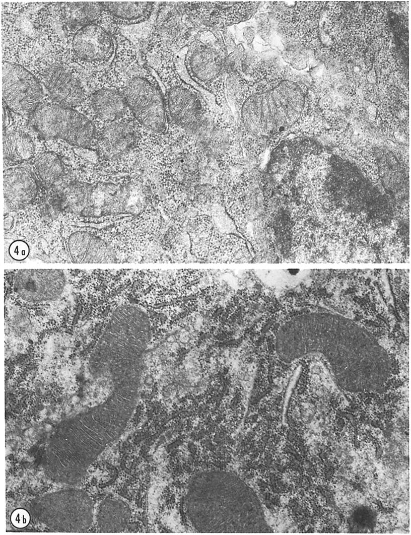 FIGURE 4 Electron micrographs showing mitochondria from mammary gland parcnchymal cell sections of mice at two stages of the pregnancy-lactation cycle.
