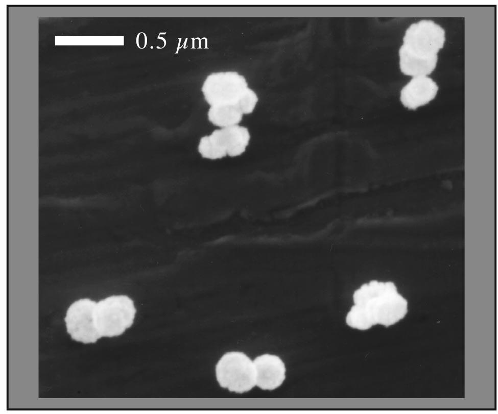 2839 D. Samsonov and J. Goree: Particle growth in a sputtering discharge 2839 FIG. 8. Electron micrograph of particles grown from stainless steel.