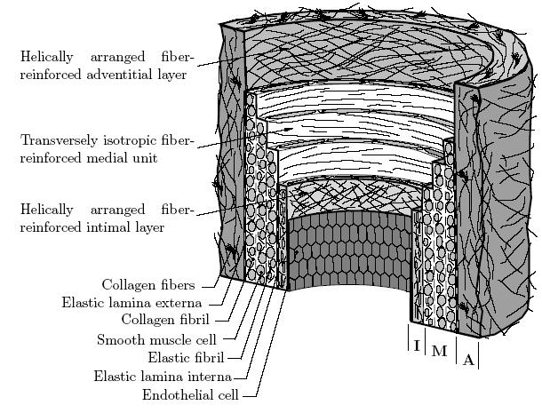 Schematic of layered artery structure Schematic of