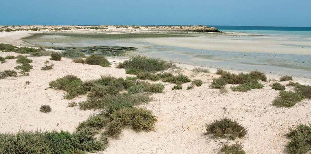 Plate 2.4 Halophytic shrubs on beach dunes at Ras Abu Qamees.