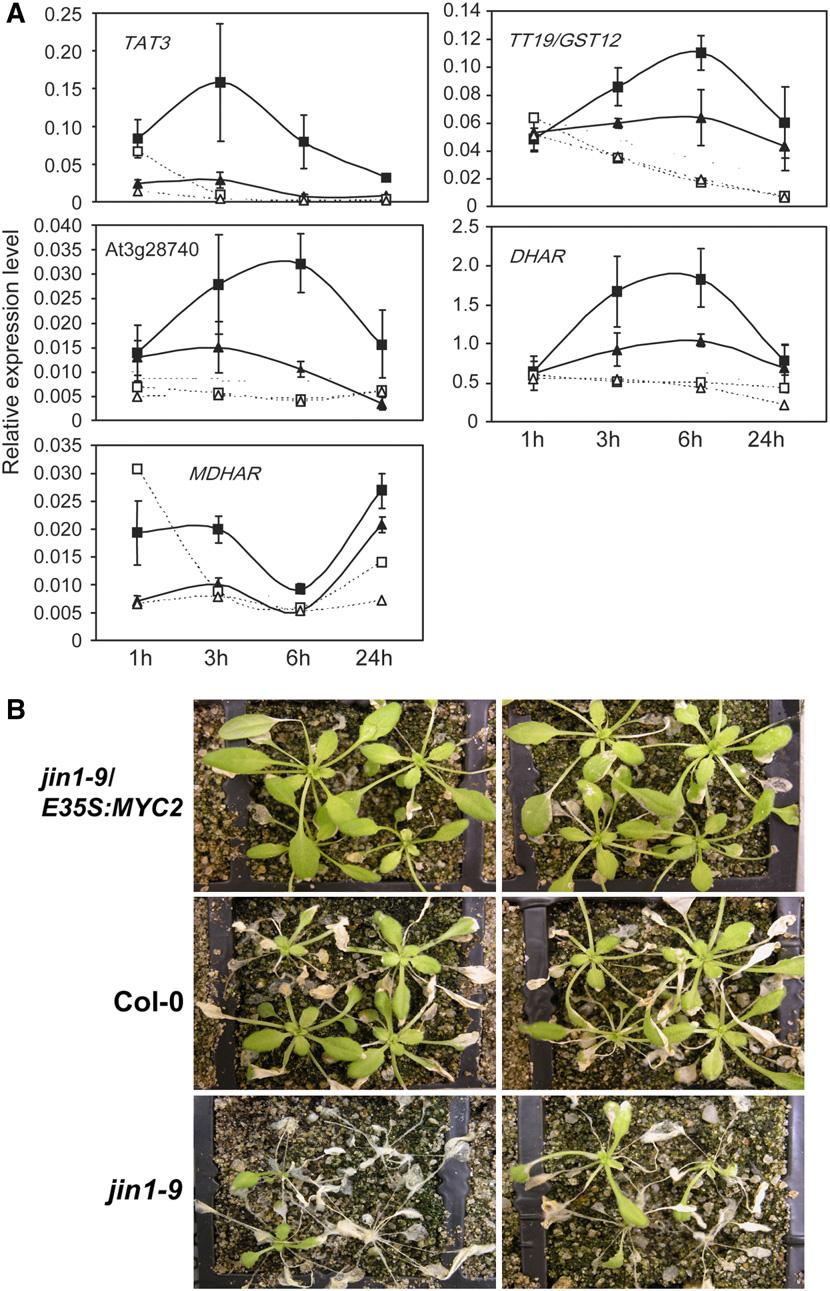 2232 The Plant Cell Figure 5. MYC2 Positively Regulates Oxidative Stress Tolerance in a JA-Dependent Manner. (A) Q-RT-PCR expression analysis of anthocyanin- and ascorbate-related genes.