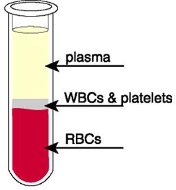 Plasma (watery part of blood) Solutes: arbs, proteins,
