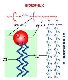 Glycerol & Phosphate Tails = 2 Fatty acids Function: Make up the cell membrane Triglyceride: Structure (2 parts): ead = Glycerol