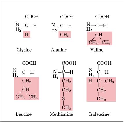 0/24/206 Amino Acid Structure Amino Acid Structure Amino acid: Glycine R O N O 5 basic parts ) entral atom 2) Amino group (N 2 ) 3) 4) arboxyl group (OO) 5) R group Amino acid: Alanine R O N O 5