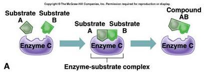 Enzyme Structure Activation energy usually comes from an increase in temp Slow process atalyst: substance that decreases the activation