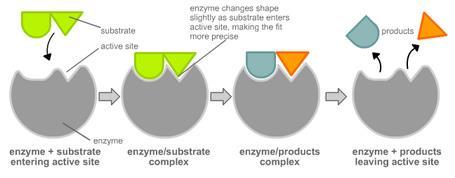 reaction and increases reaction rate Enzyme shape allows specific reactants to bind together Reactants = Substrate Ex: Amylase & starch: