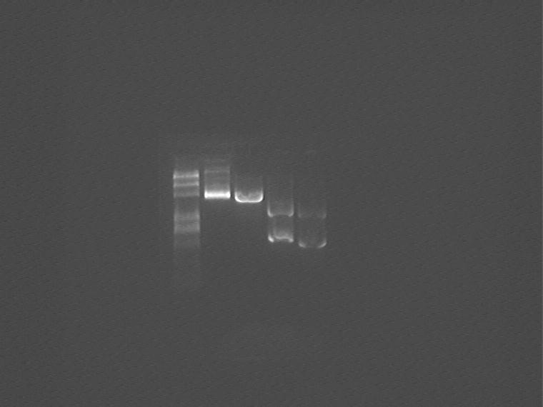 Cloning of T7 promoter + rbs + GFP + terminator 2009/6/24 10:50 Miniprep the plasmids containing T7 promoter, standard parts 1-12M and 1-12O.