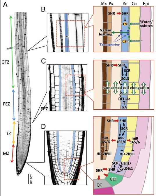 Formation of the root endodermis: 7 An unidentified signal that possibly emanates from the adjacent quiescent center (QC) maintains the pluripotent