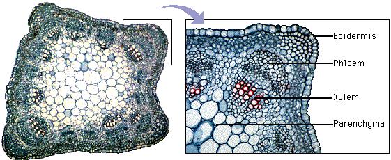 Question 2 Study this photomicrograph, which shows several important tissue types in a stem A B C D 2.1 Is this a stem of a Dicot or a Monocot? 2.2 Provide labels for a d 2.